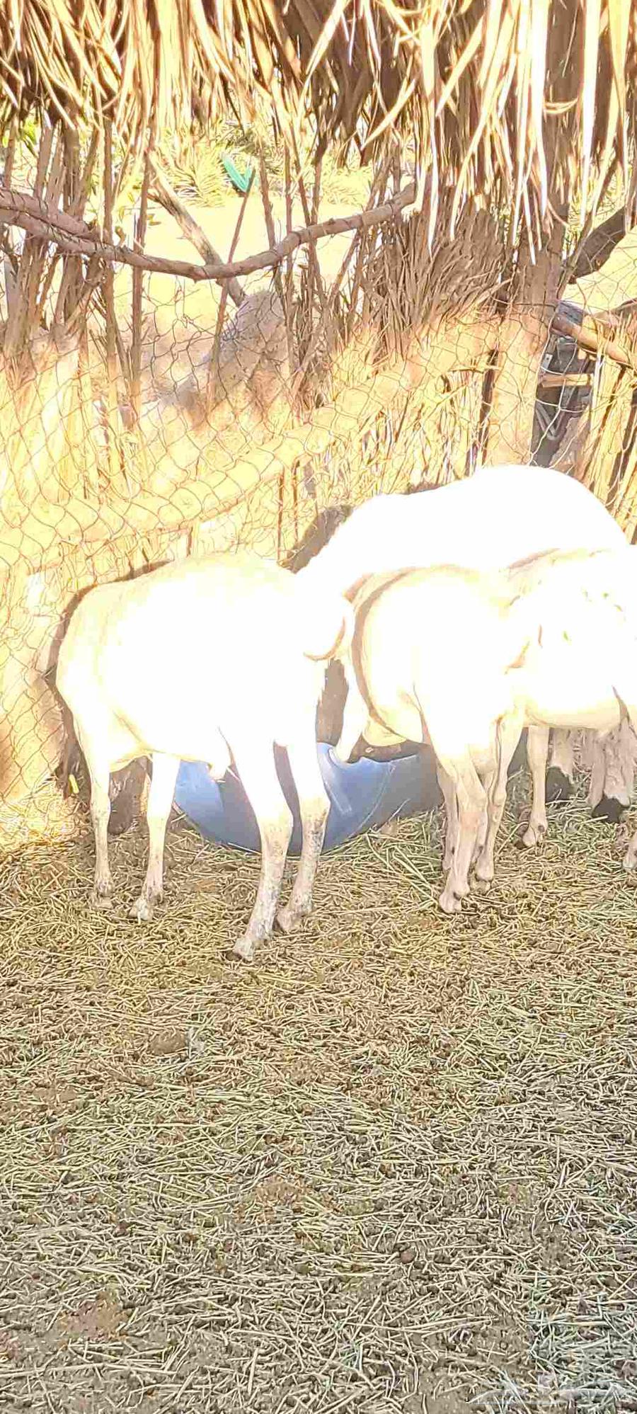 ارانب وبرابر للبيع64417346249089111