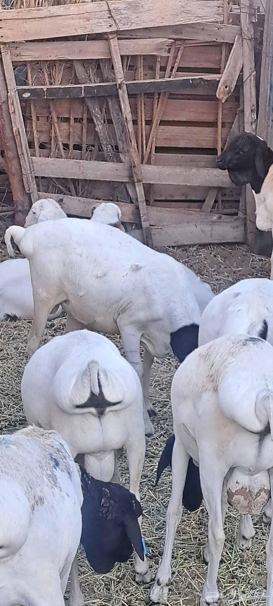 ارانب وبرابر للبيع64417346249089110