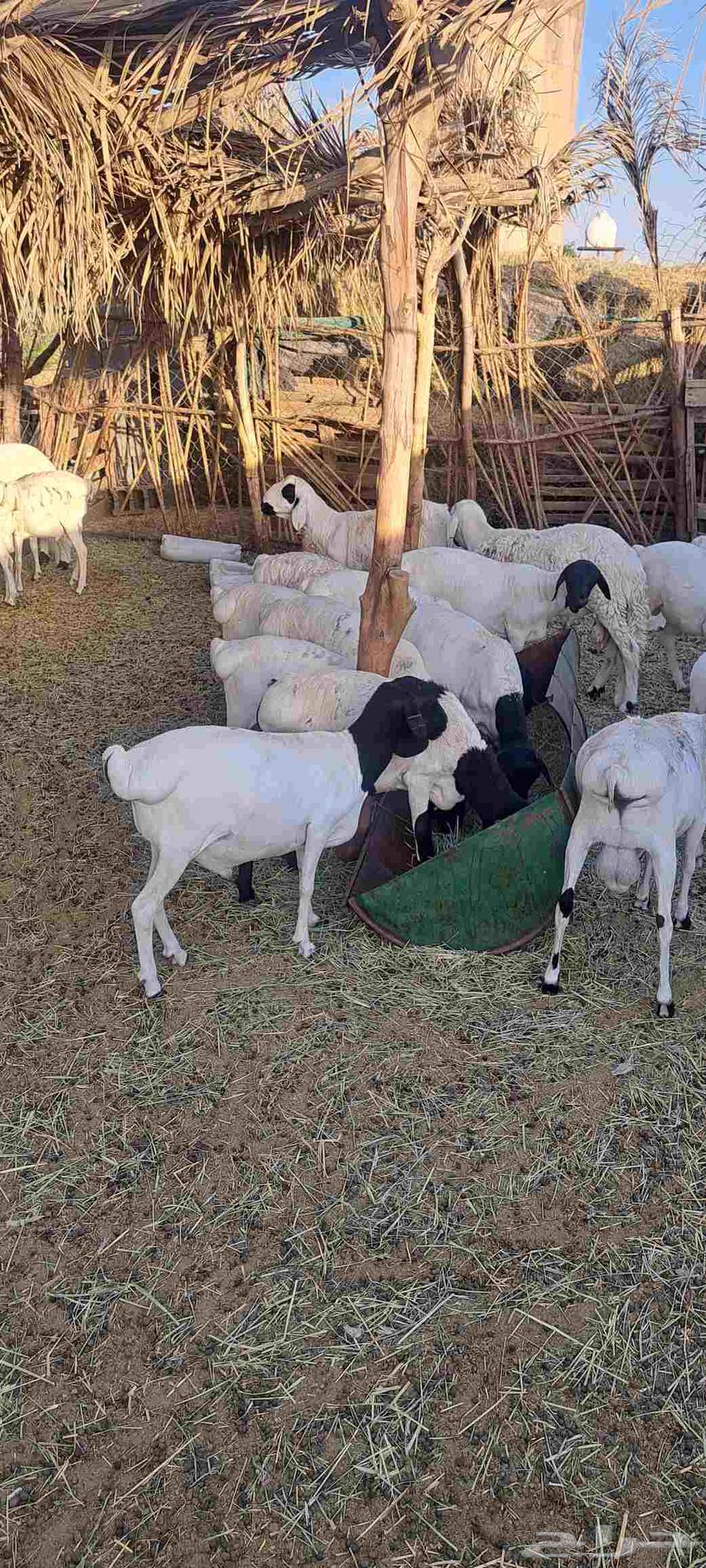 ارانب وبرابر للبيع64417346249089113