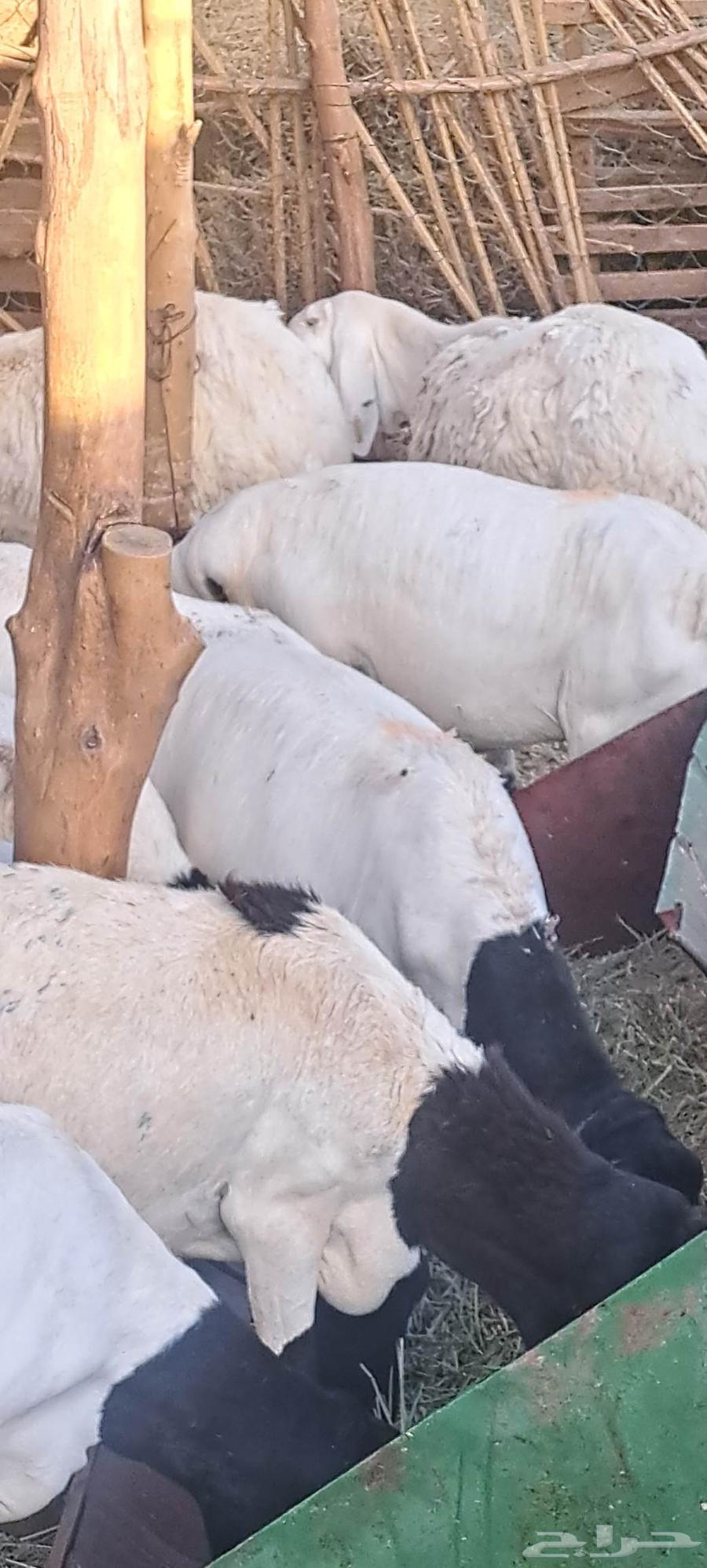 ارانب وبرابر للبيع64417346249089112