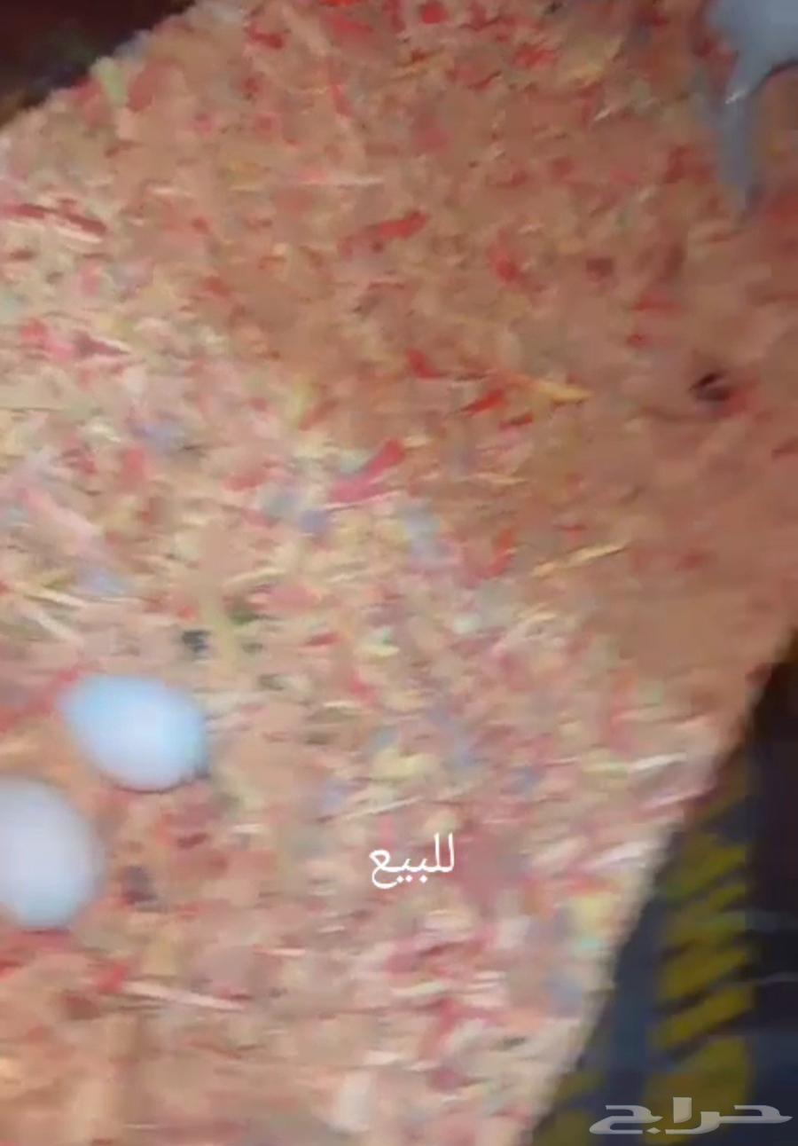 زوج كاسكو منتج تم البيع64415854833155111