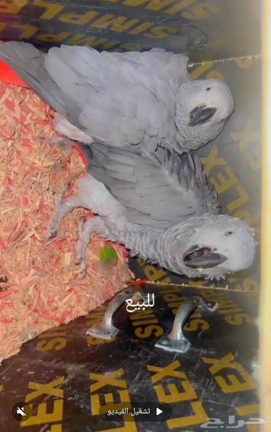 زوج كاسكو منتج تم البيع64415854833155110