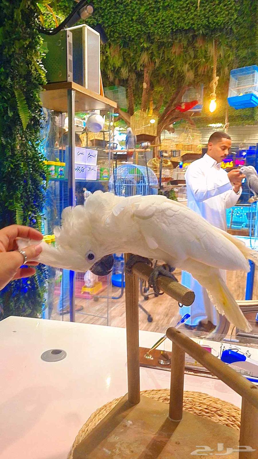 فرخ كوكاتو أمبريلا64417712250369111