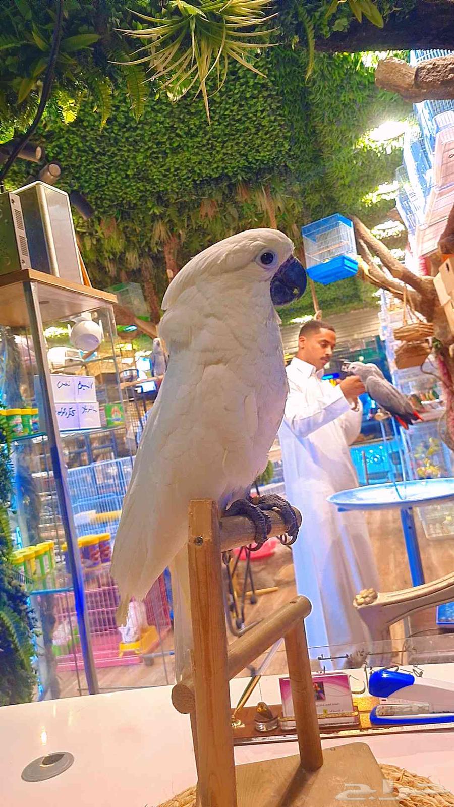 فرخ كوكاتو أمبريلا64417712250369110