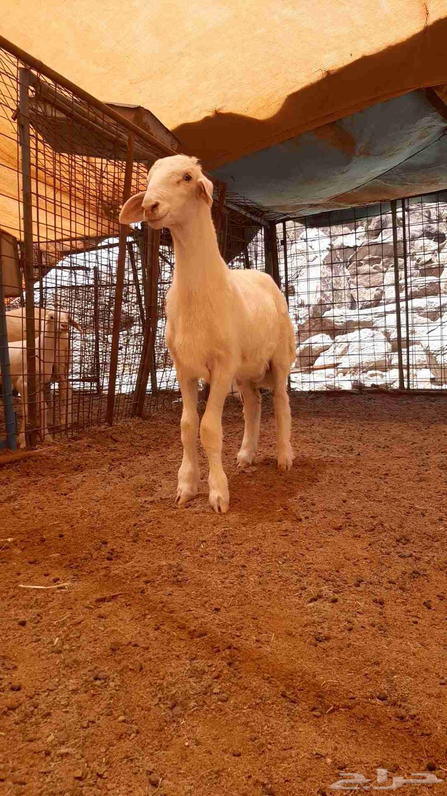 للبيع مشروع فحل حري صنف64414010582147110