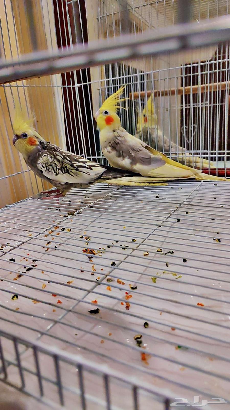 كروان زكر وانثي للبيع64413652669313111