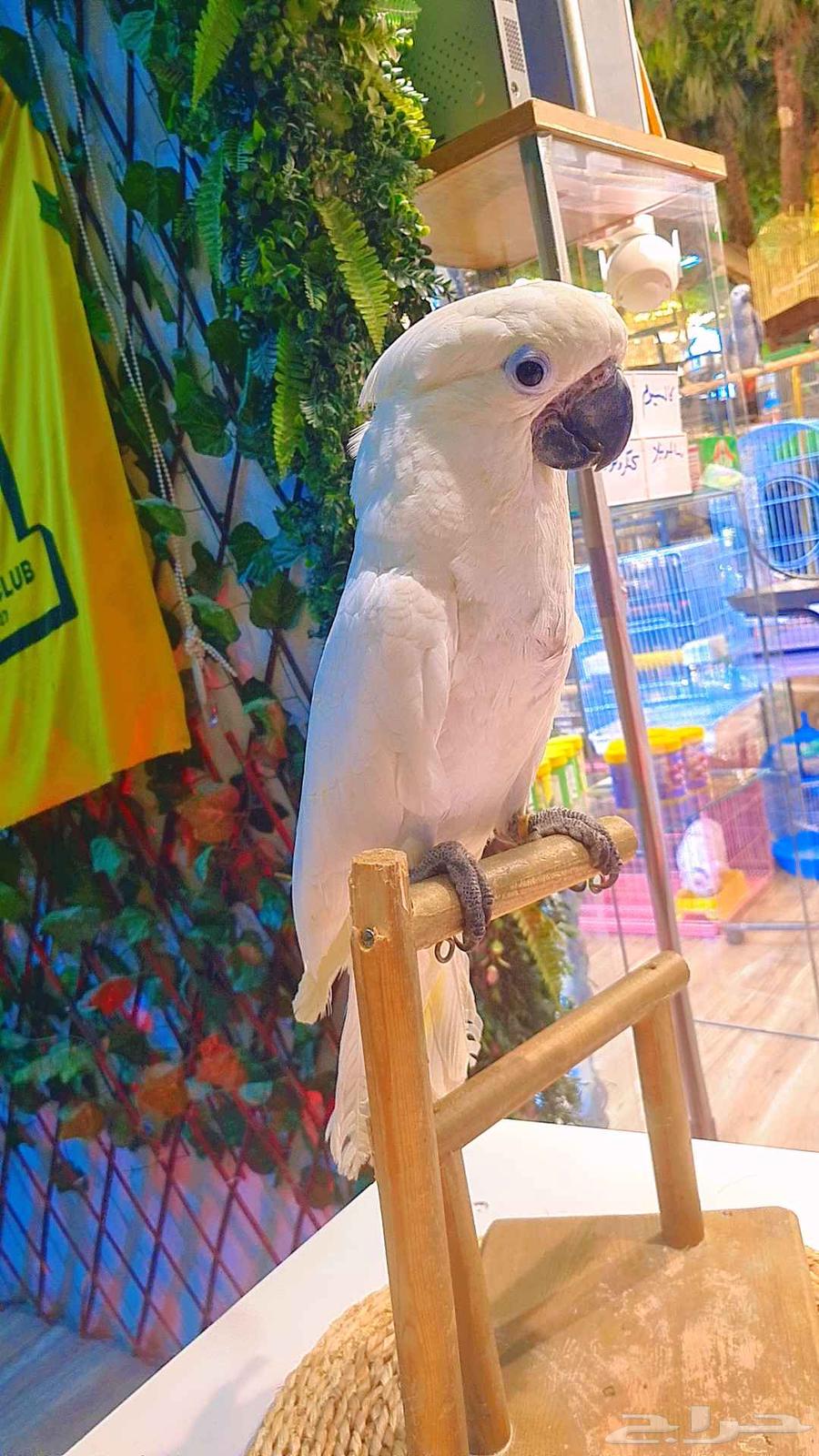 فرخ كوكاتو أمبريلا64417712250369114