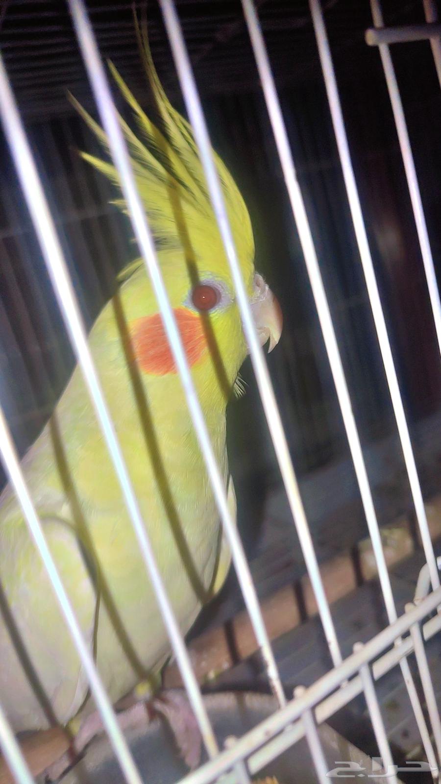 كروان زكر وانثي للبيع64413652669313110