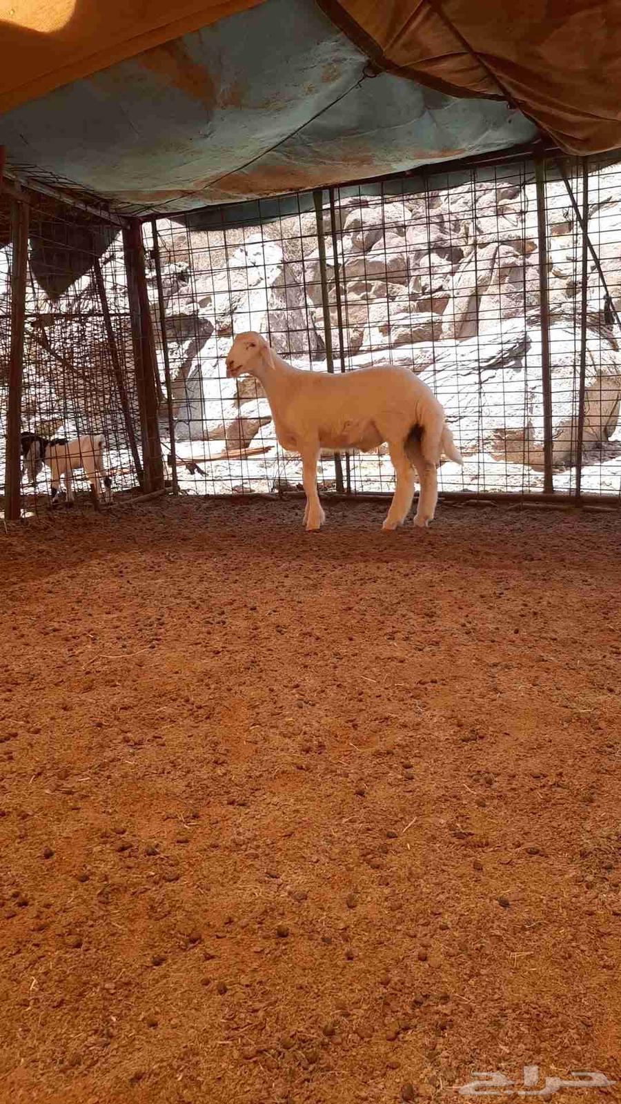 للبيع مشروع فحل حري صنف64414010582147111