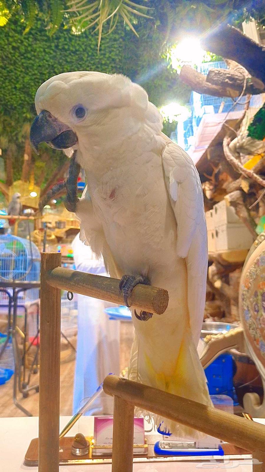 فرخ كوكاتو أمبريلا64417712250369112