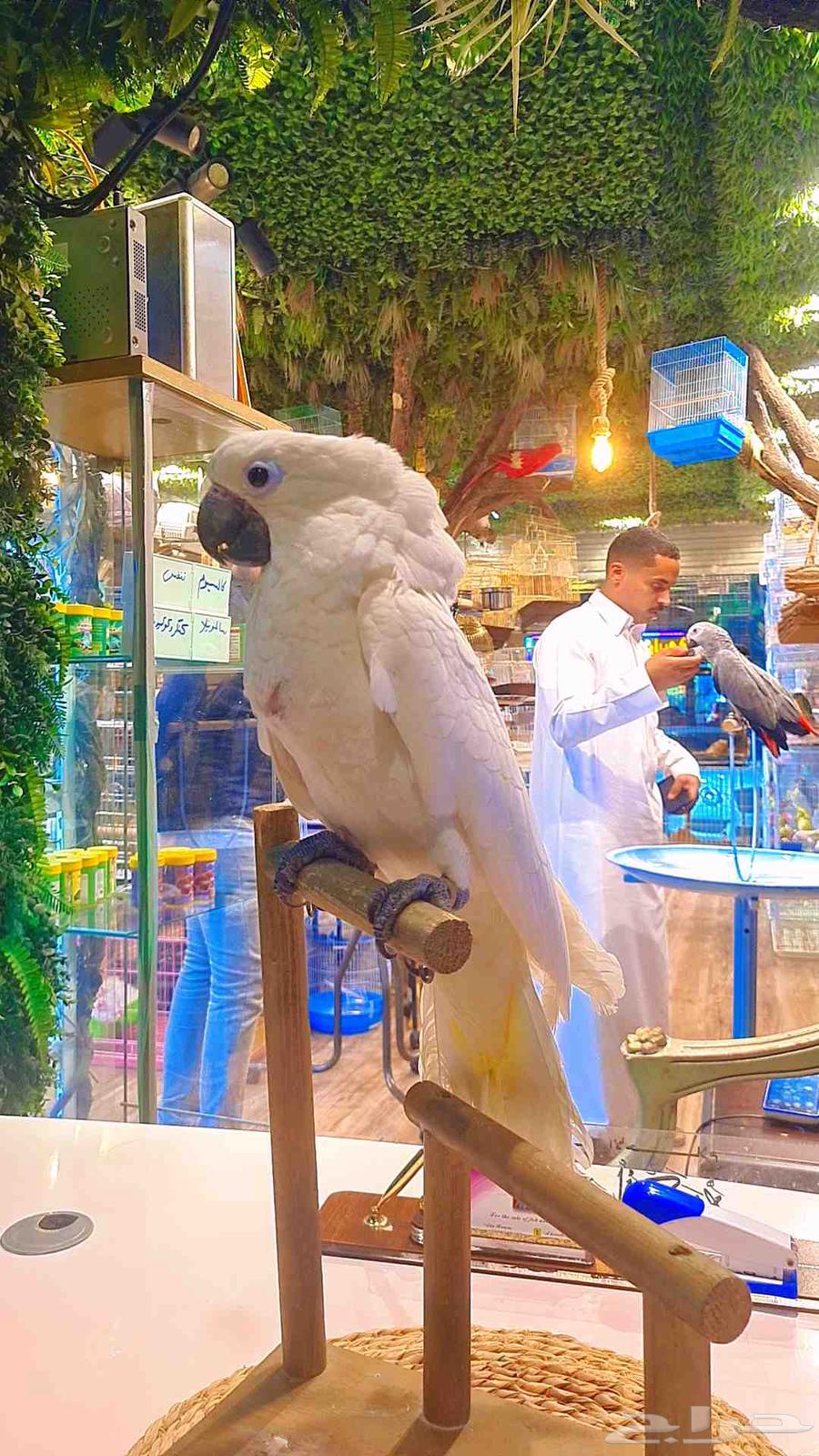 فرخ كوكاتو أمبريلا64417712250369113