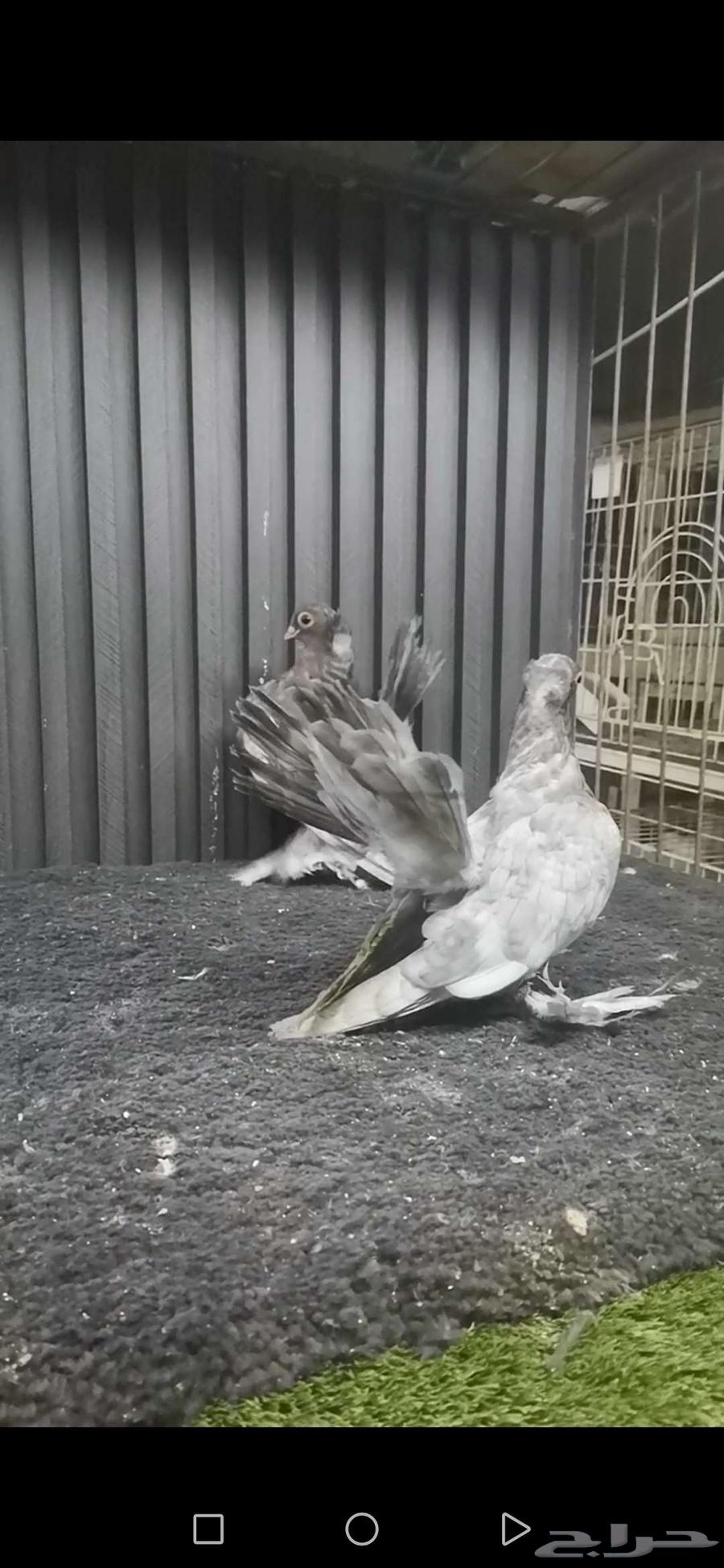 طبه كرنقو64415505006339111