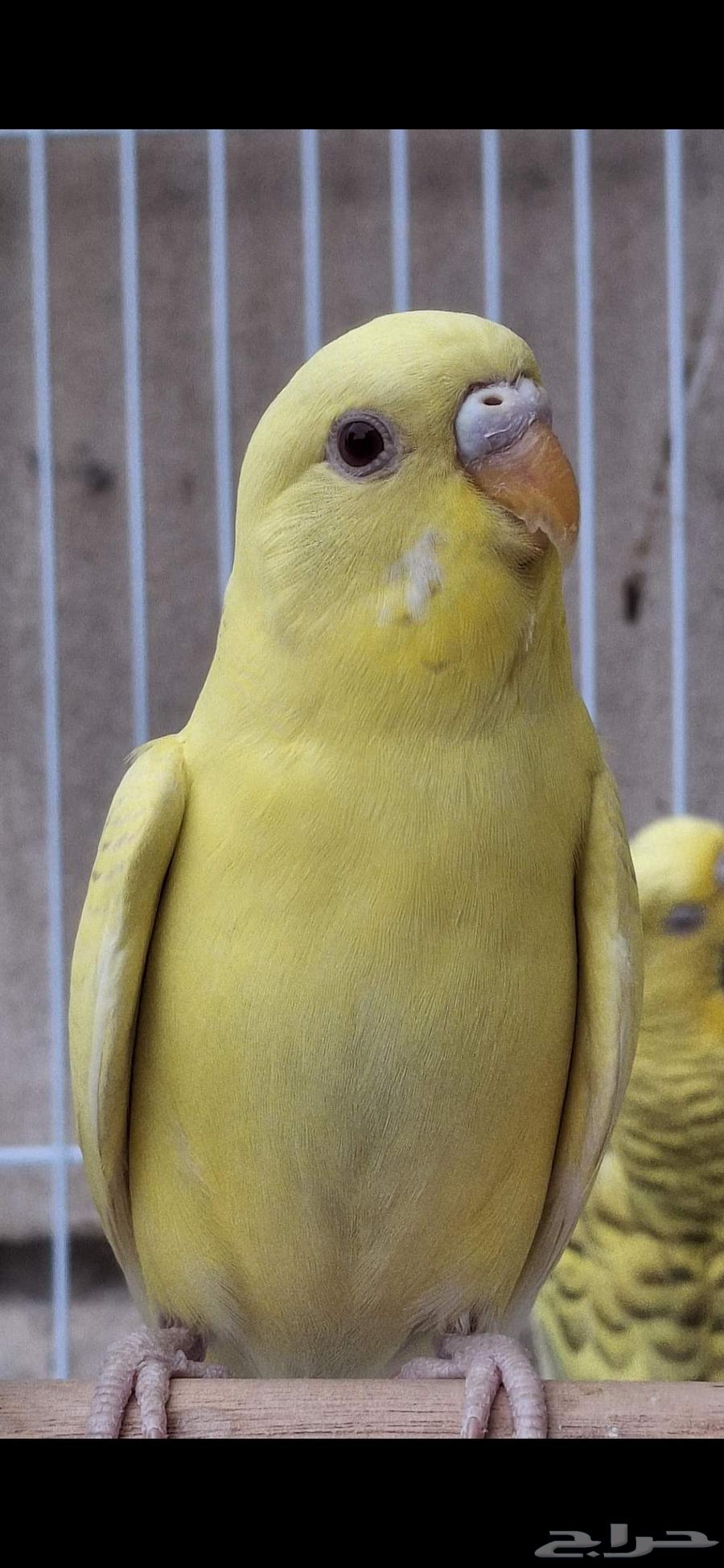 اجواز حب طفرات عيون حمر منتجه64413572727298111