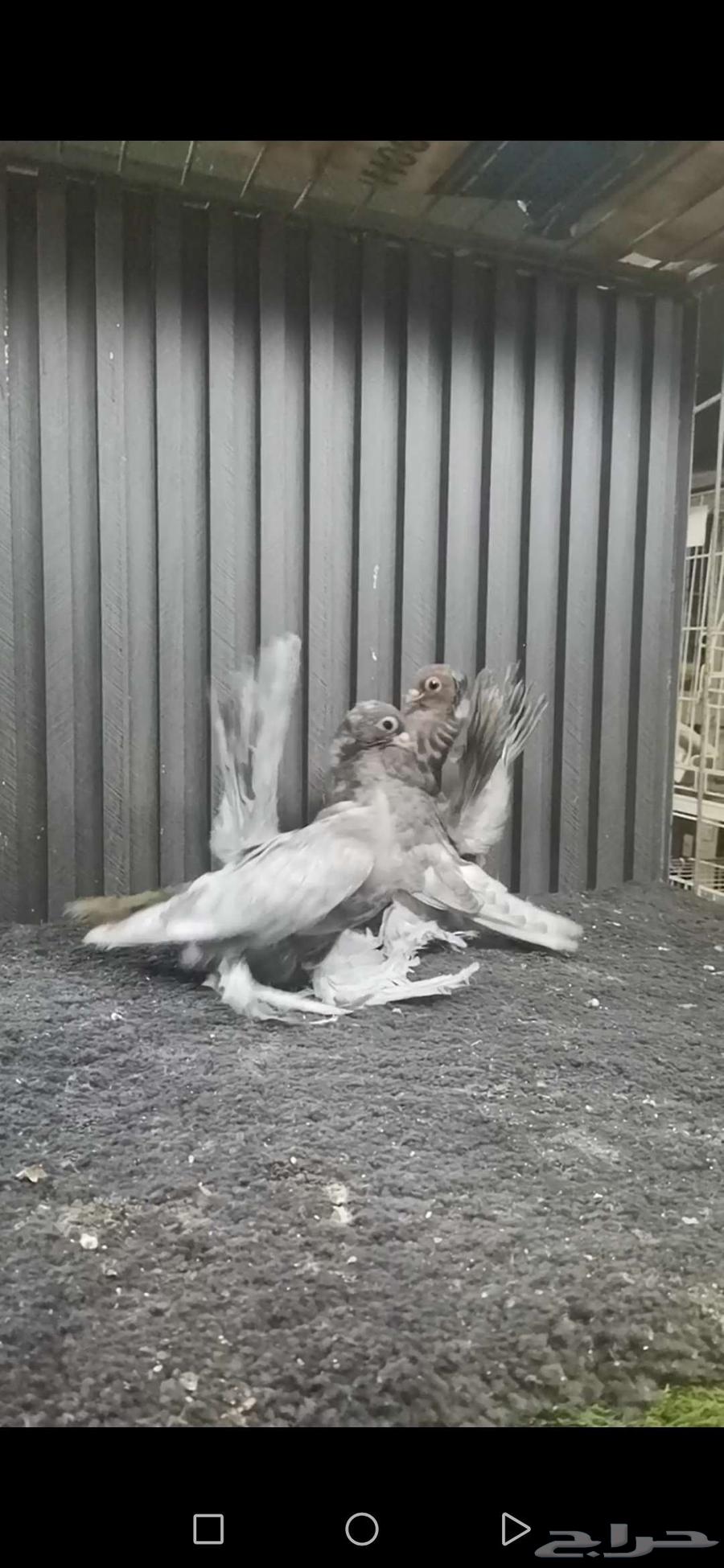 طبه كرنقو64415505006339113