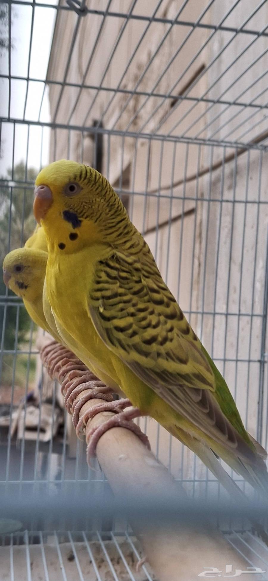 اجواز حب طفرات عيون حمر منتجه64413572727298110