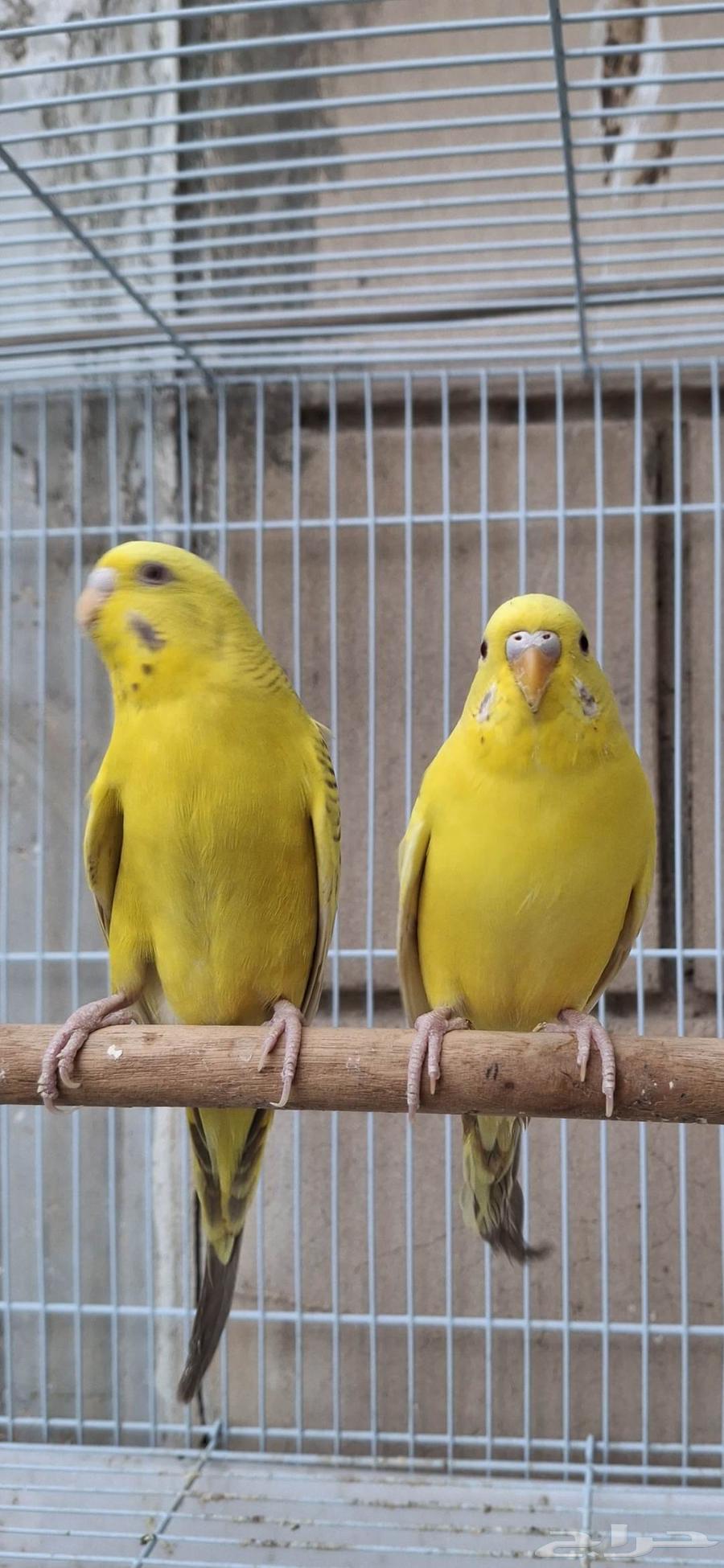 اجواز حب طفرات عيون حمر منتجه64413572727298113