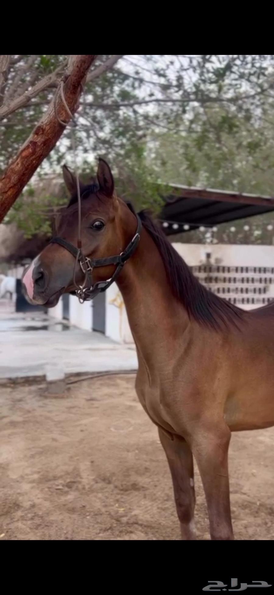 مهر شعبي للبيع64416201135619110