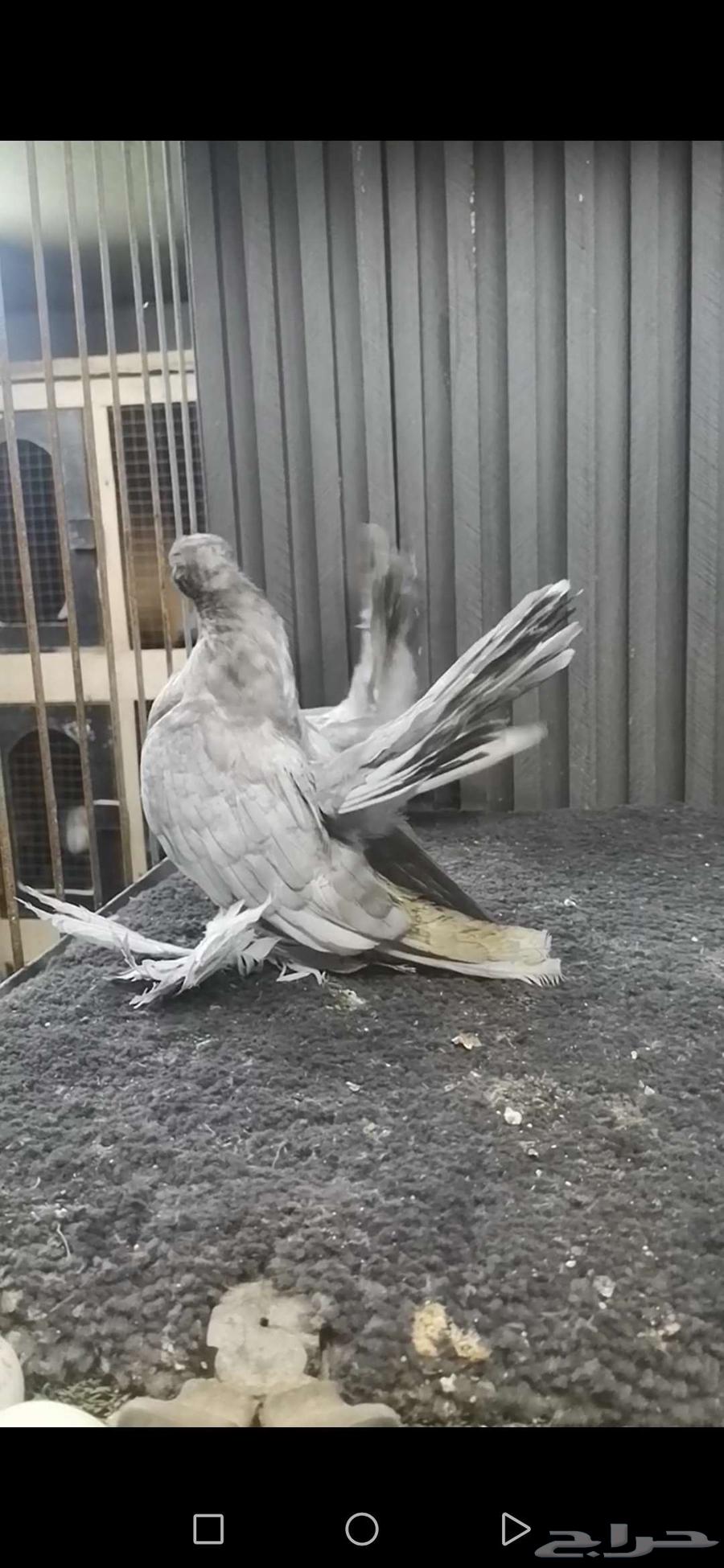 طبه كرنقو64415505006339114