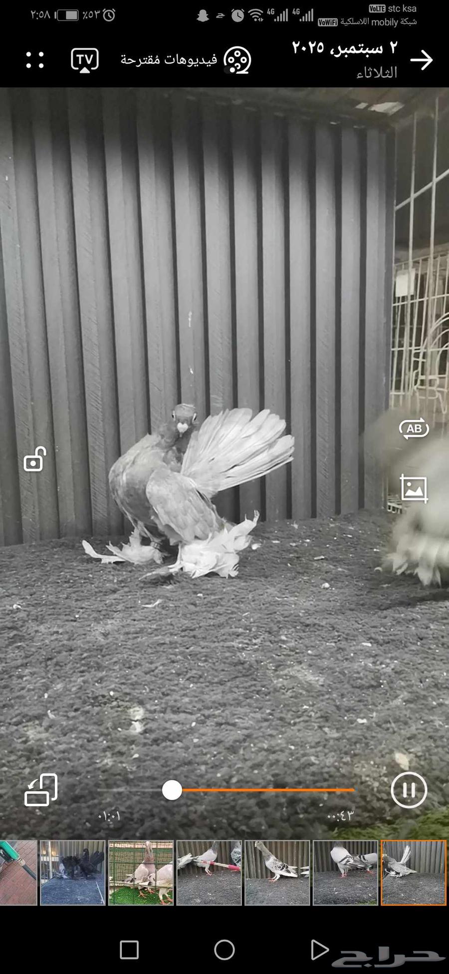 طبه كرنقو64415505006339110