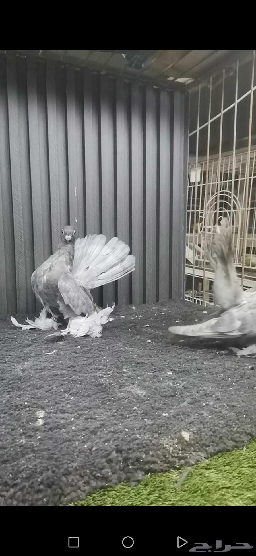 طبه كرنقو64415505006339112