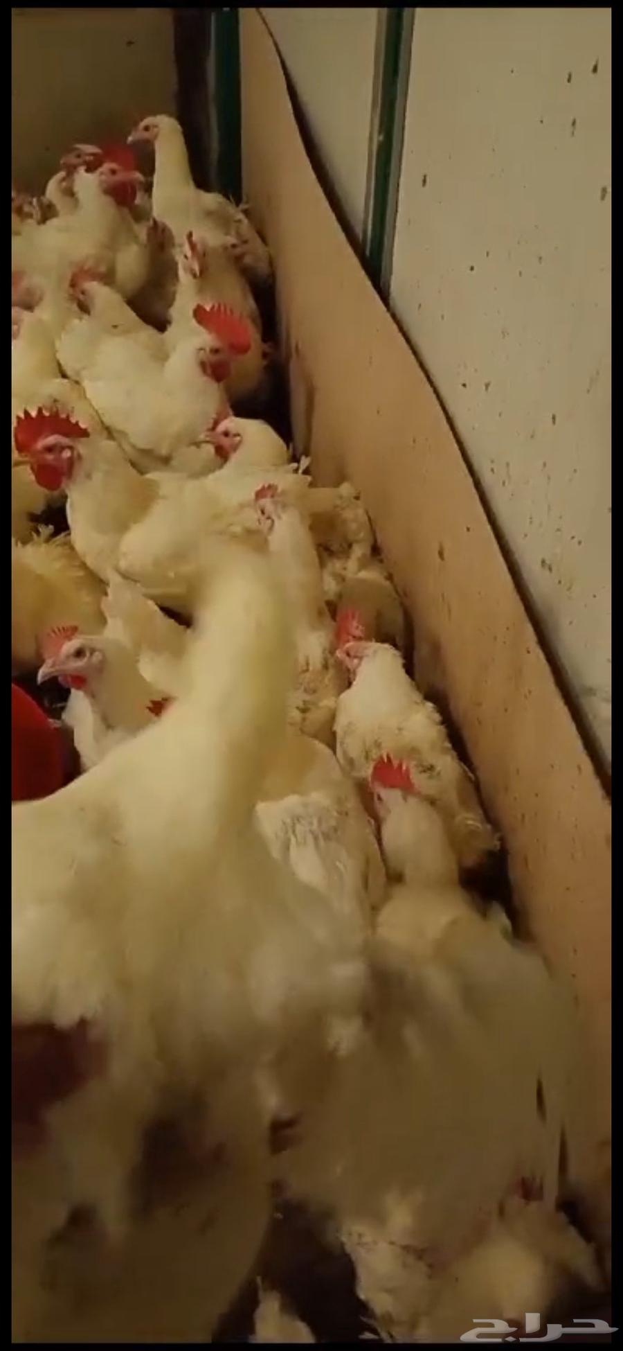 Broiler breeder chickens for sale, located in Al-Sharq, Riyadh, Al-Nazim area64415934768641110