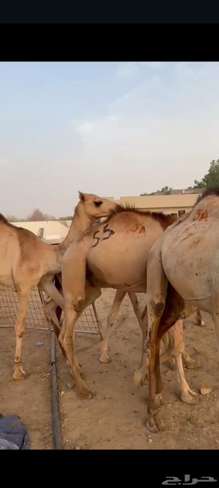 متاح 10 روس قعدان مفاريد صحة ممتازة البيع كلهم مع بعض64416440221315114