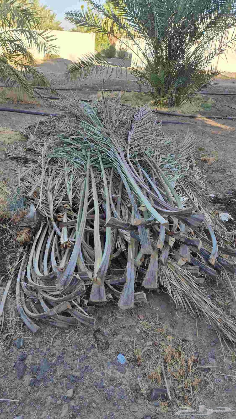 جريد نخل64416915025537111