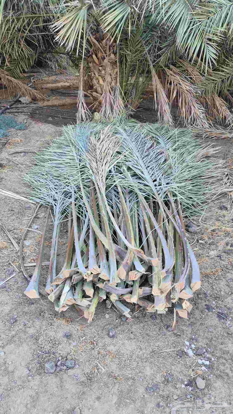 جريد نخل64416915025537110