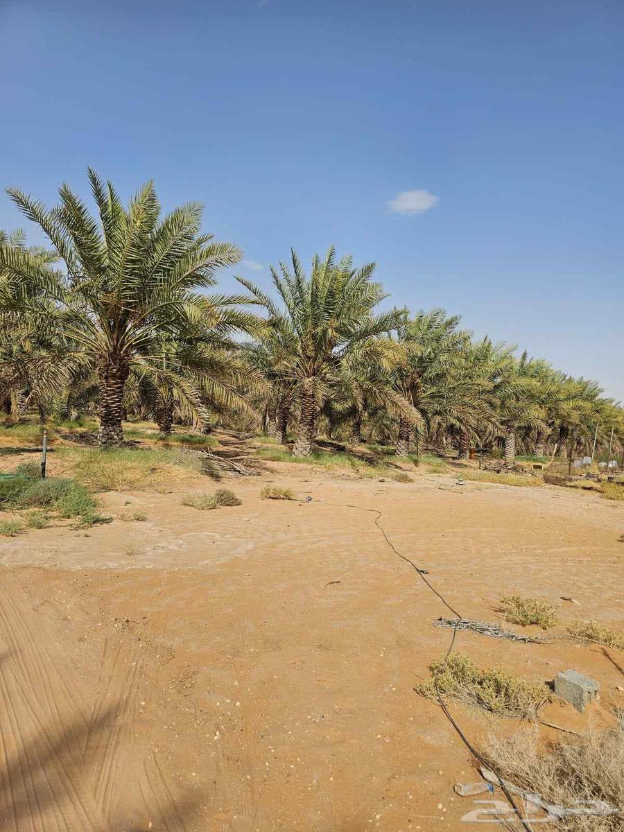 نخل خلاص درجه اولا بحمله للبيع64413864841730112