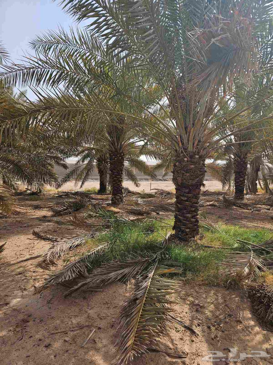 نخل خلاص درجه اولا بحمله للبيع64413864841730113