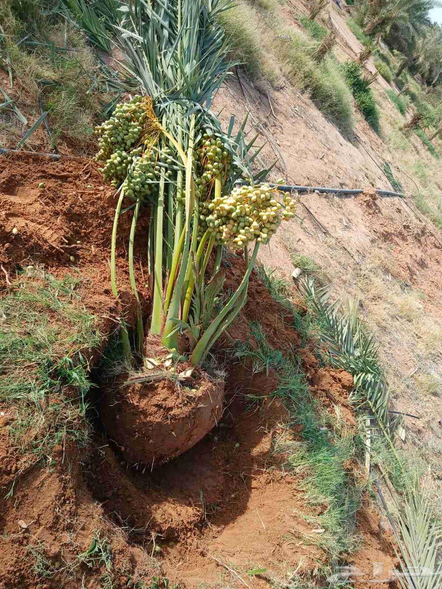 Palm trees for sale, Shishi Ajwa, Magdool, Sukkari, young palm trees, Nakheel Froukh, Jathayth varieties64418985231233110