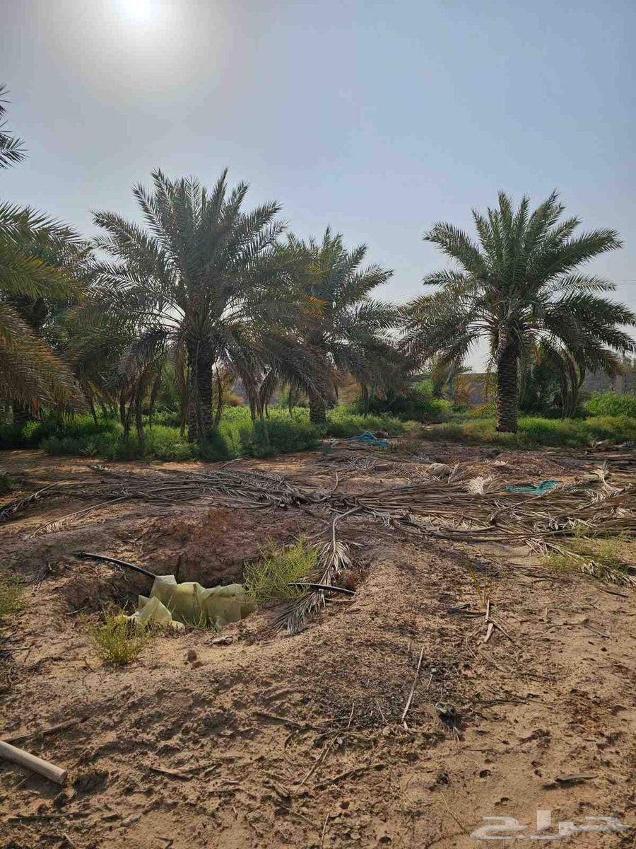 نخل خلاص درجه اولا بحمله للبيع64413864841730114