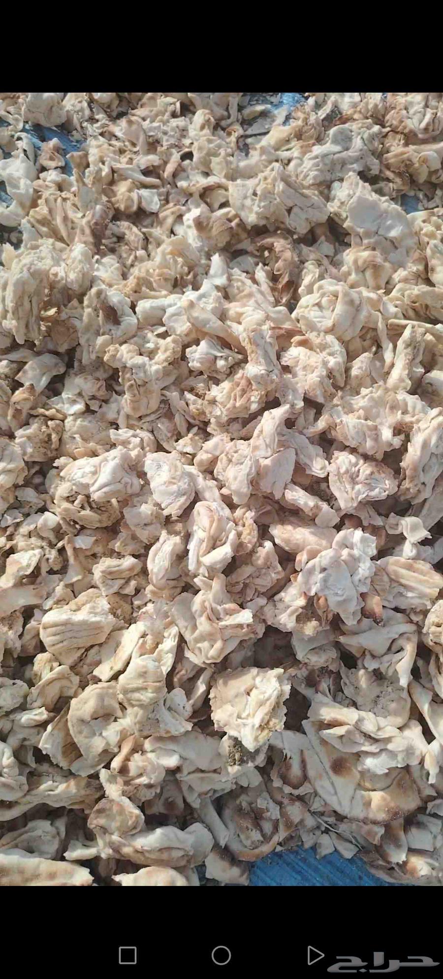 زوايد خبز تنفع لحميع الحلال وخاصة الابل64412333448706110