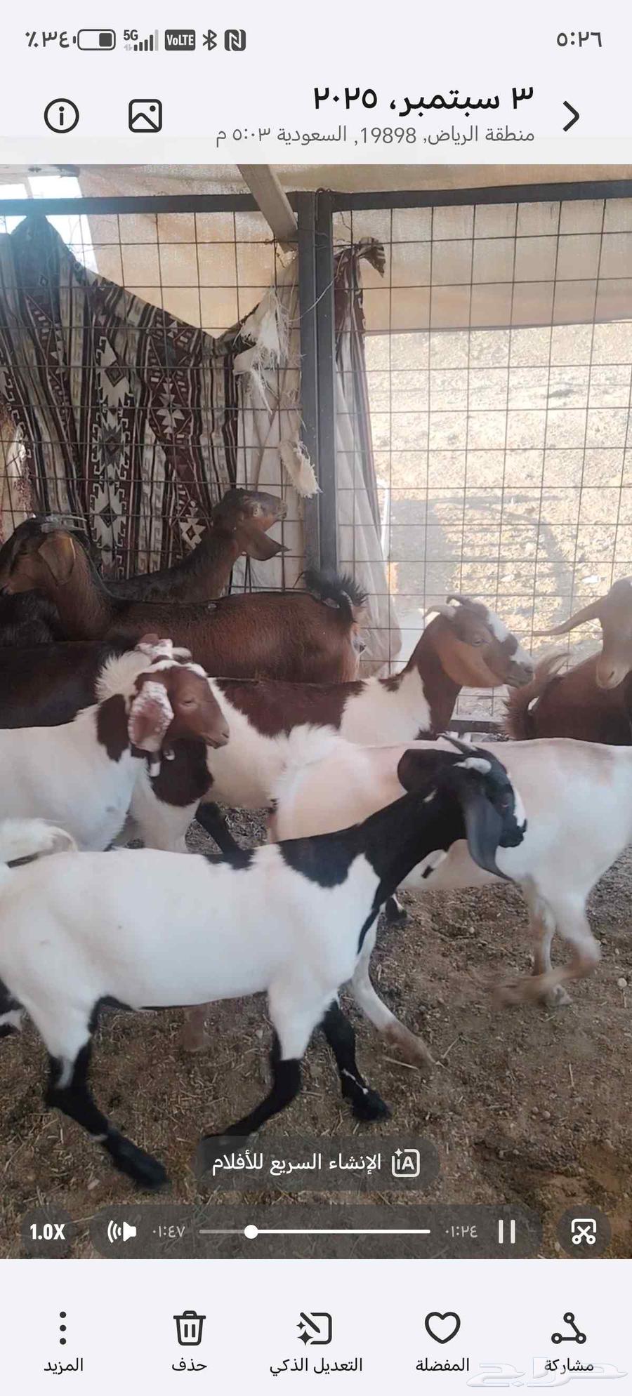 Jaffr Al-Ful64416492755842114