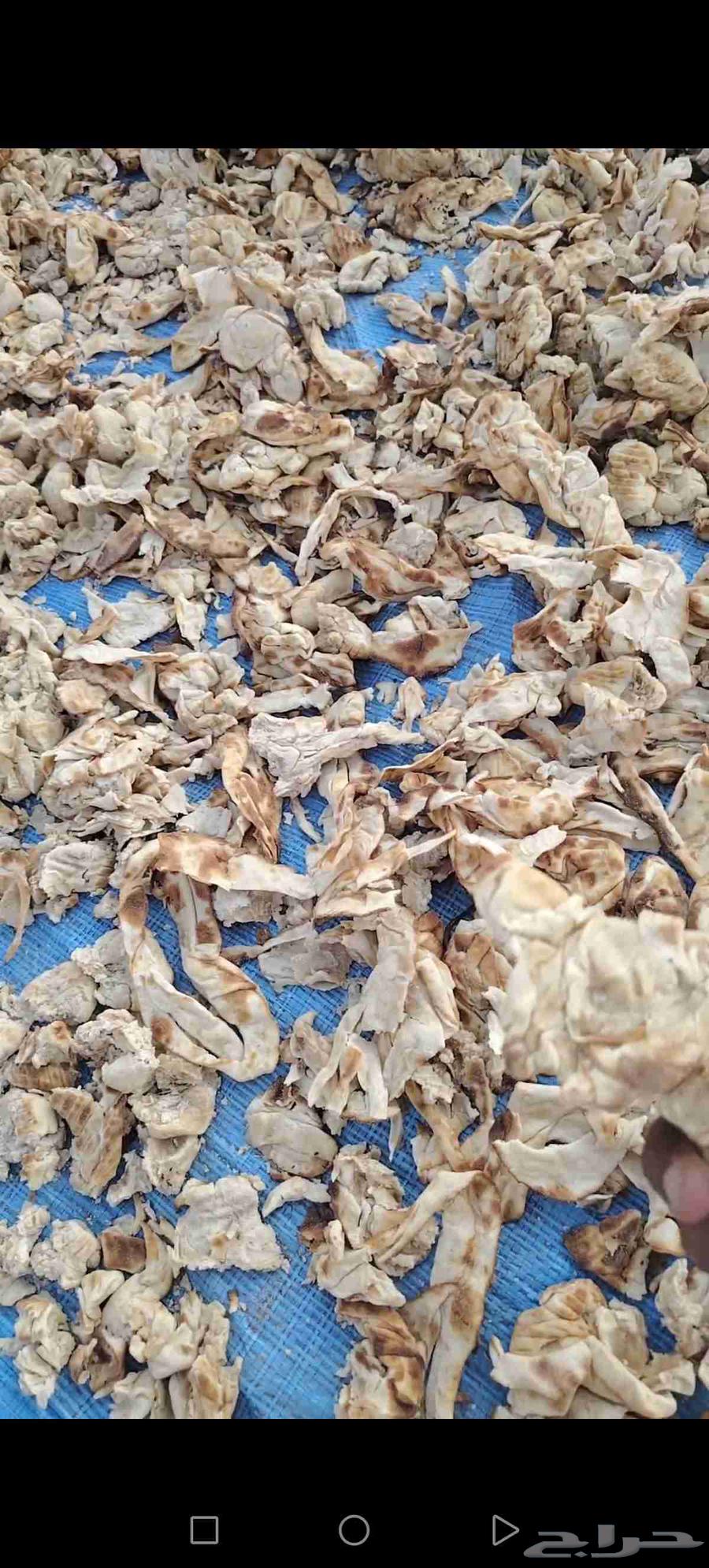 زوايد خبز تنفع لحميع الحلال وخاصة الابل64412333448706111