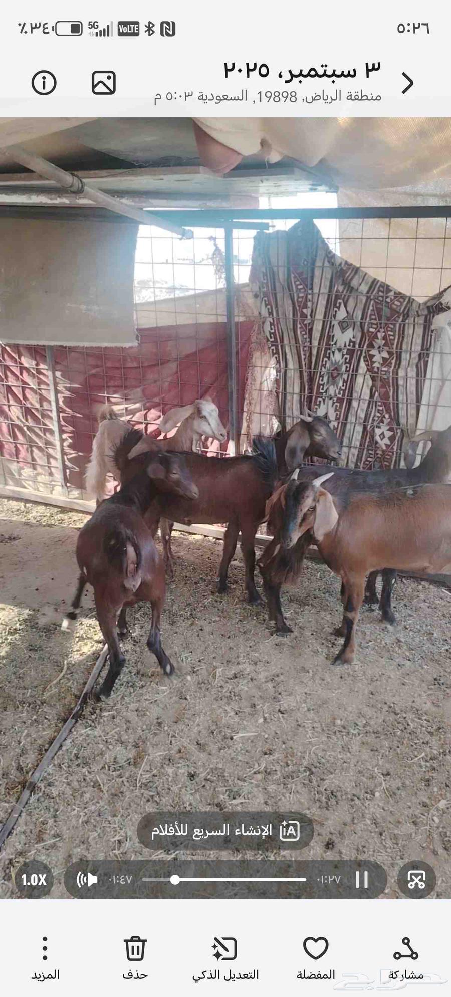 Jaffr Al-Ful64416492755842112