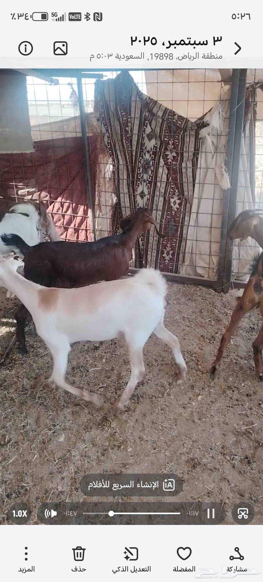 Jaffr Al-Ful64416492755842113