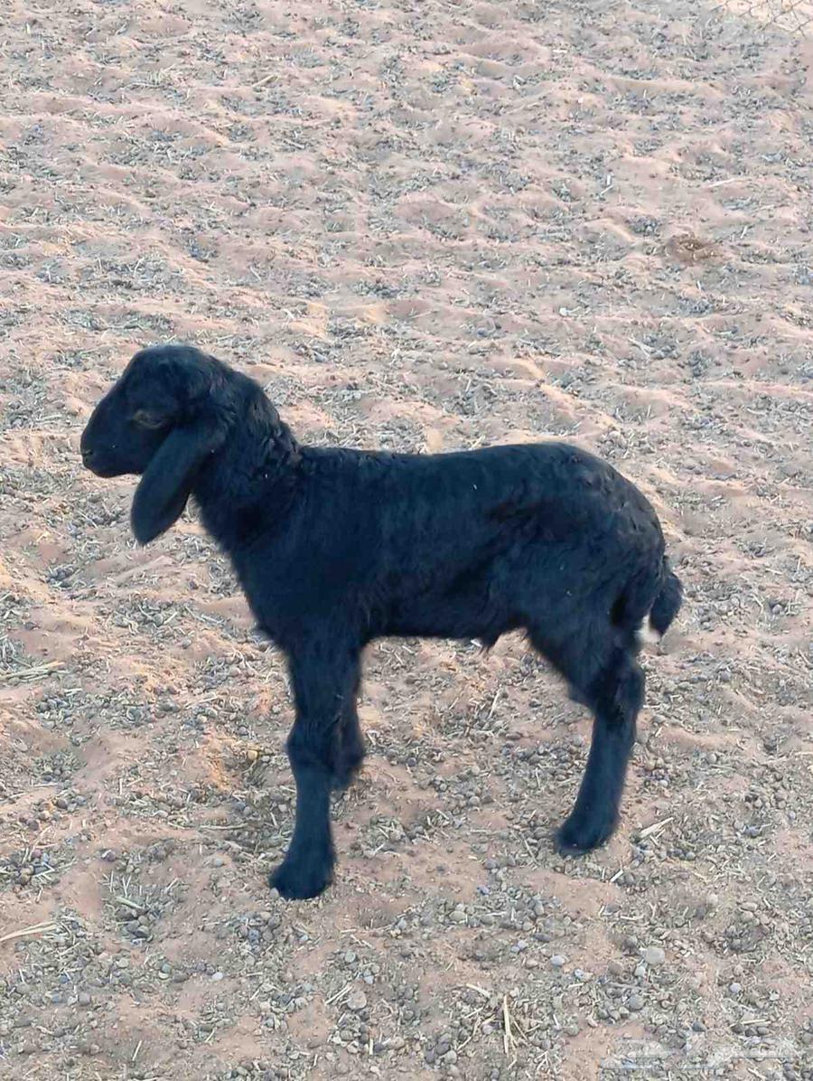 Dagor Khrouf64413484712450110