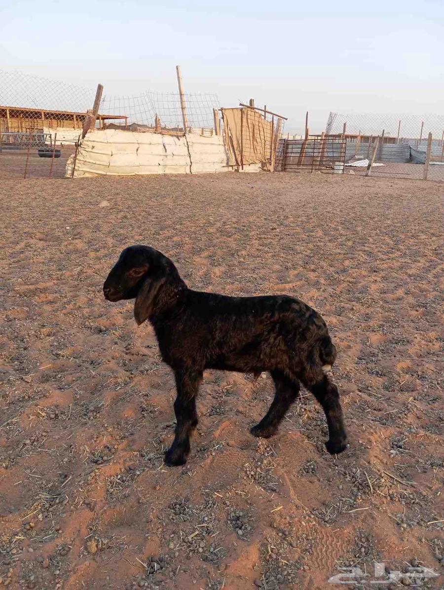 Dagor Khrouf64413484712450111