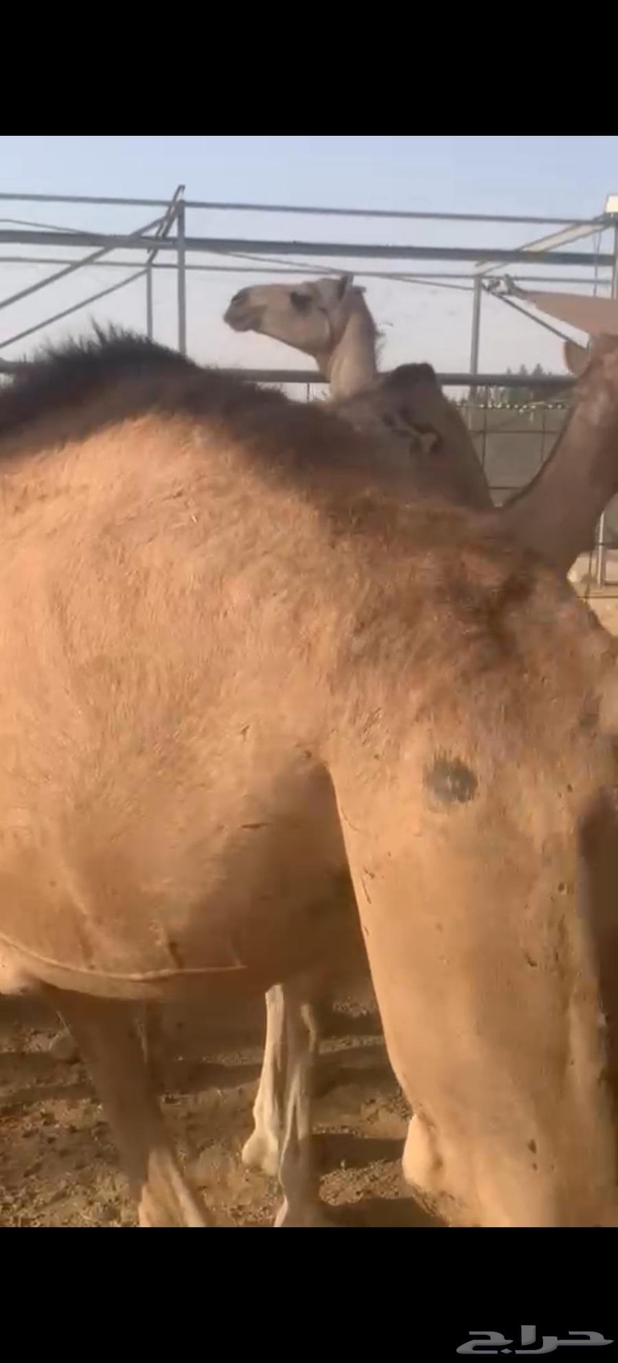 Cushion stuffed with feathers price 285064417590191747111