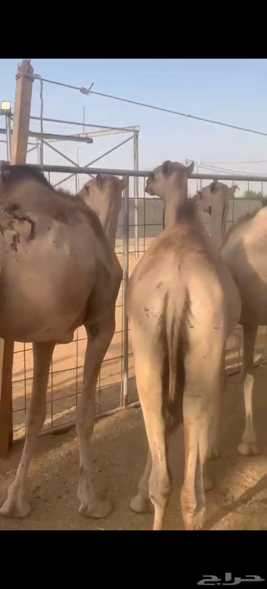 Cushion stuffed with feathers price 285064417590191747112