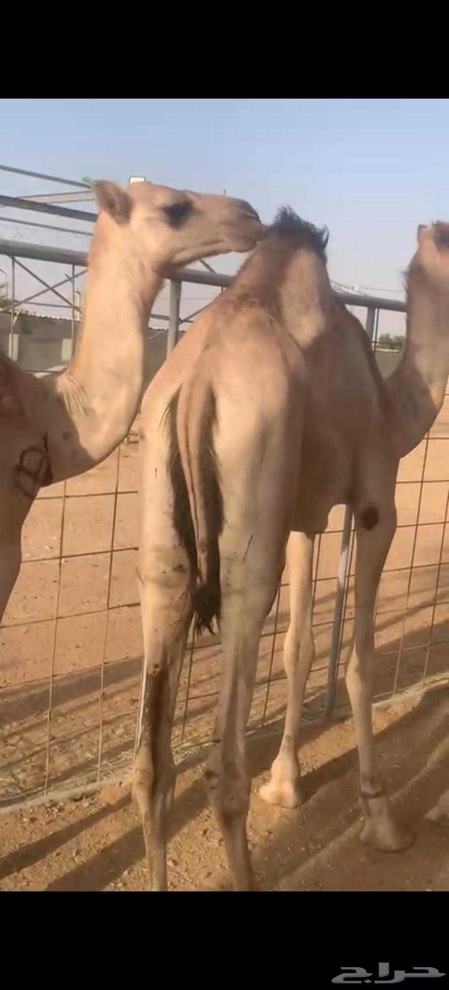 Cushion stuffed with feathers price 285064417590191747110