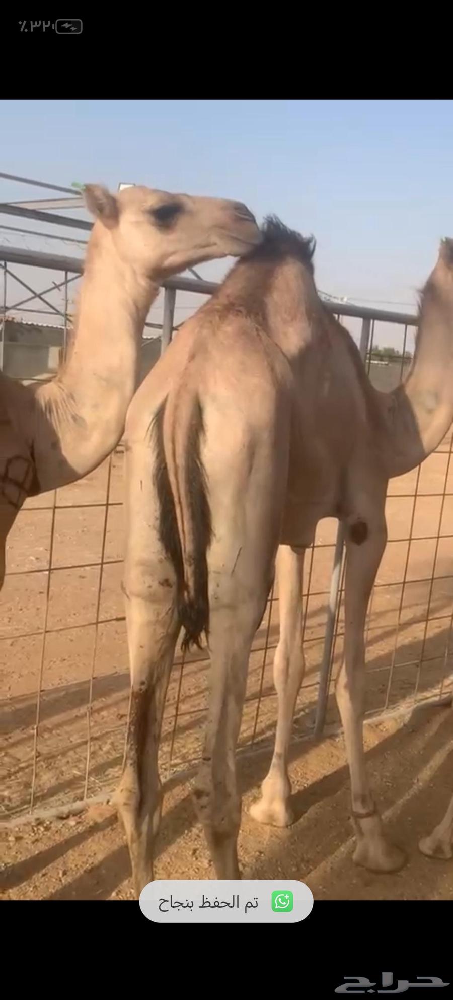 Cushion stuffed with feathers price 285064417590191747113