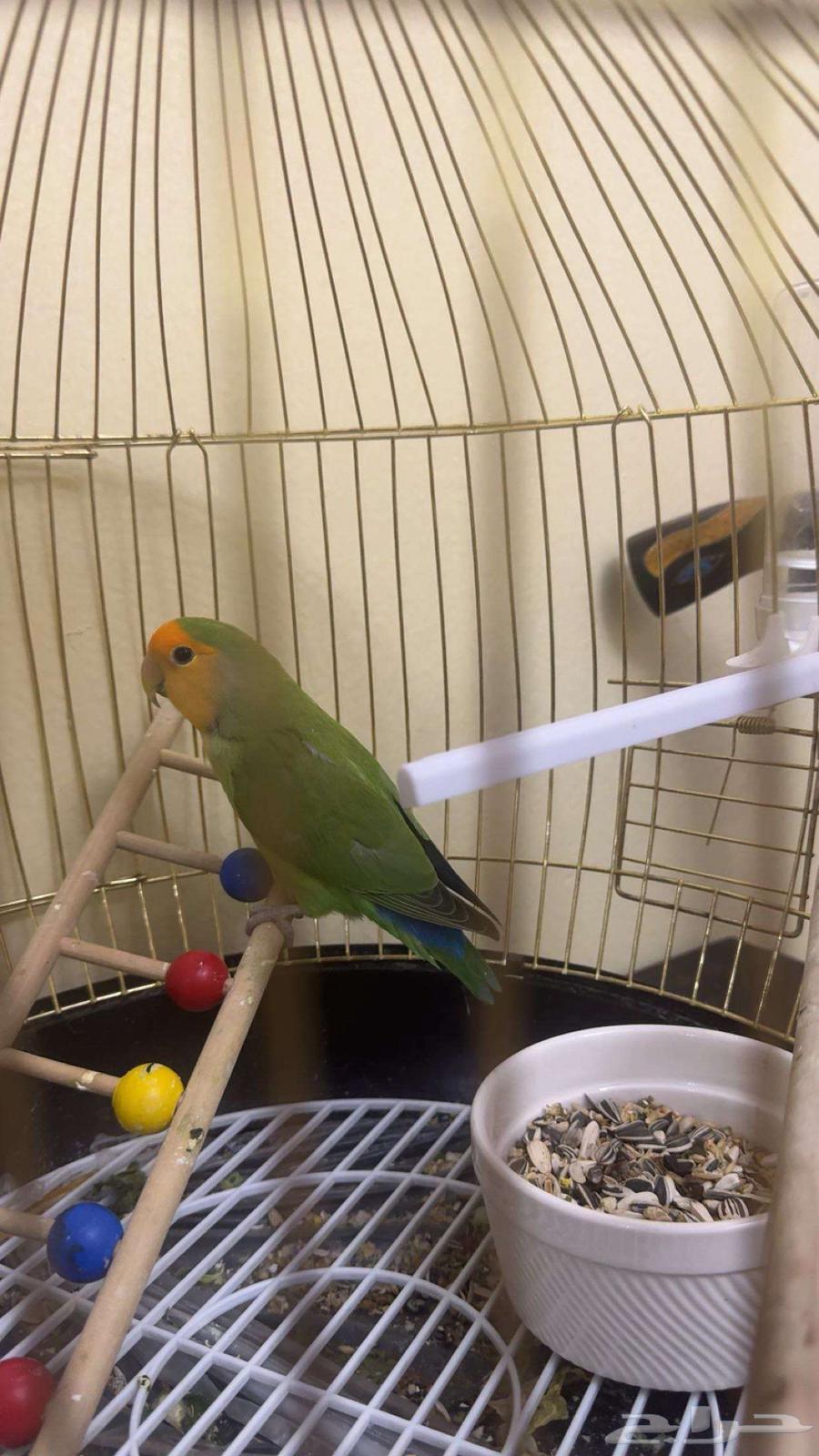 طير روز مغرد للبيع64414819715971111