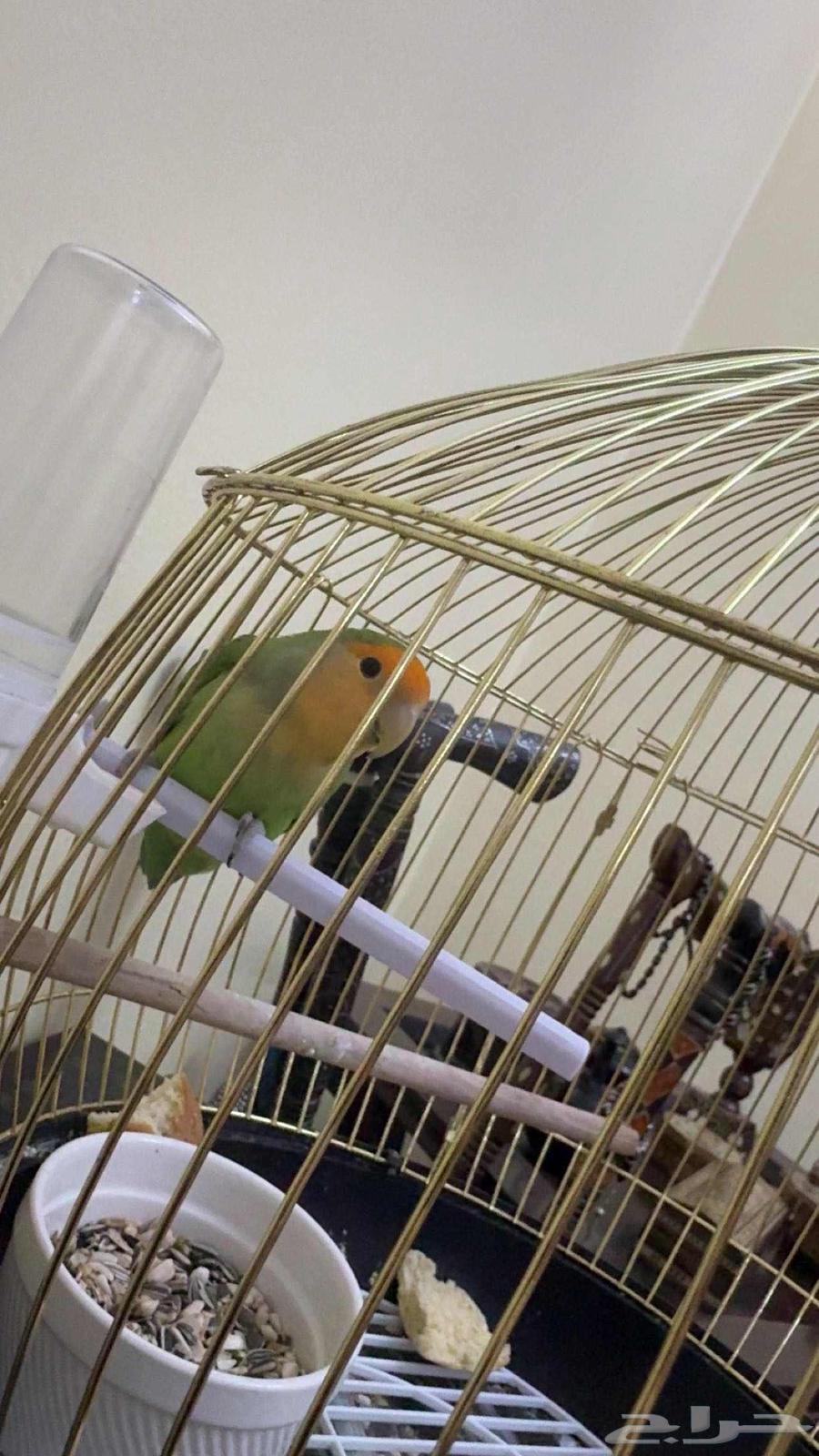 طير روز مغرد للبيع64414819715971112