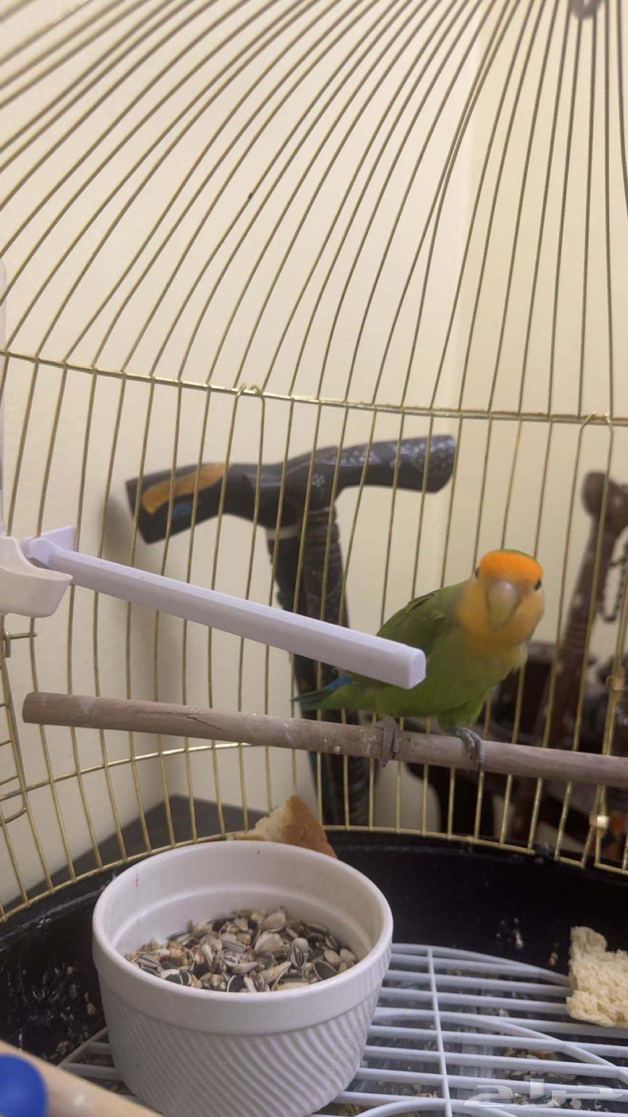 طير روز مغرد للبيع64414819715971113