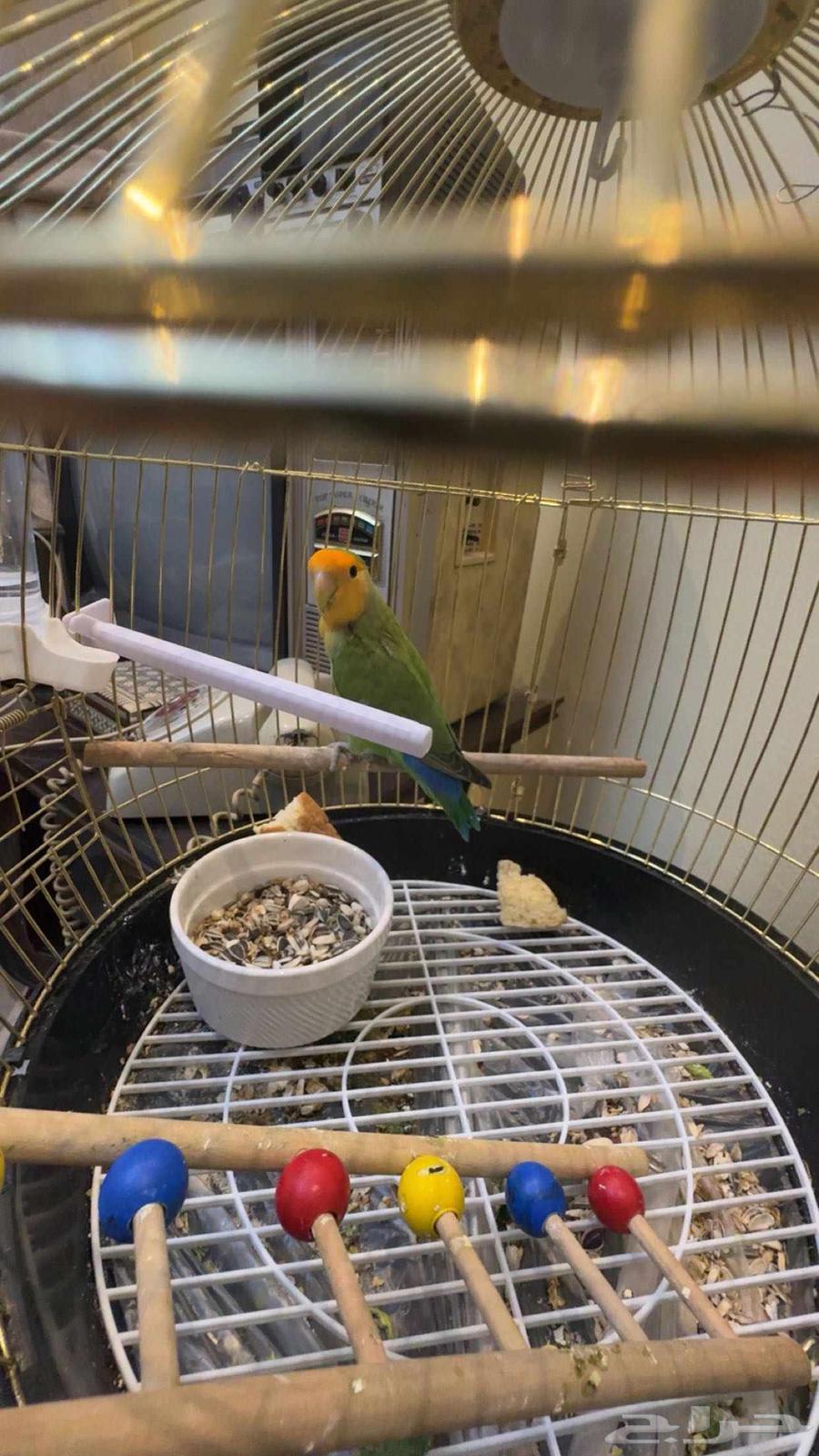 طير روز مغرد للبيع64414819715971114