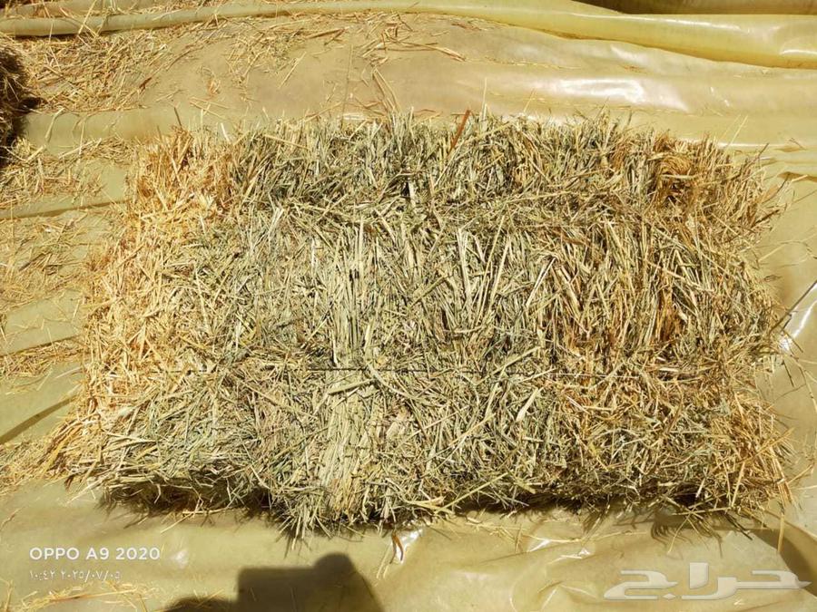 رودس حويل64417849345409110