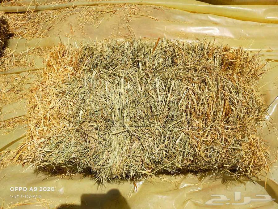 رودس حويل64417849345409111