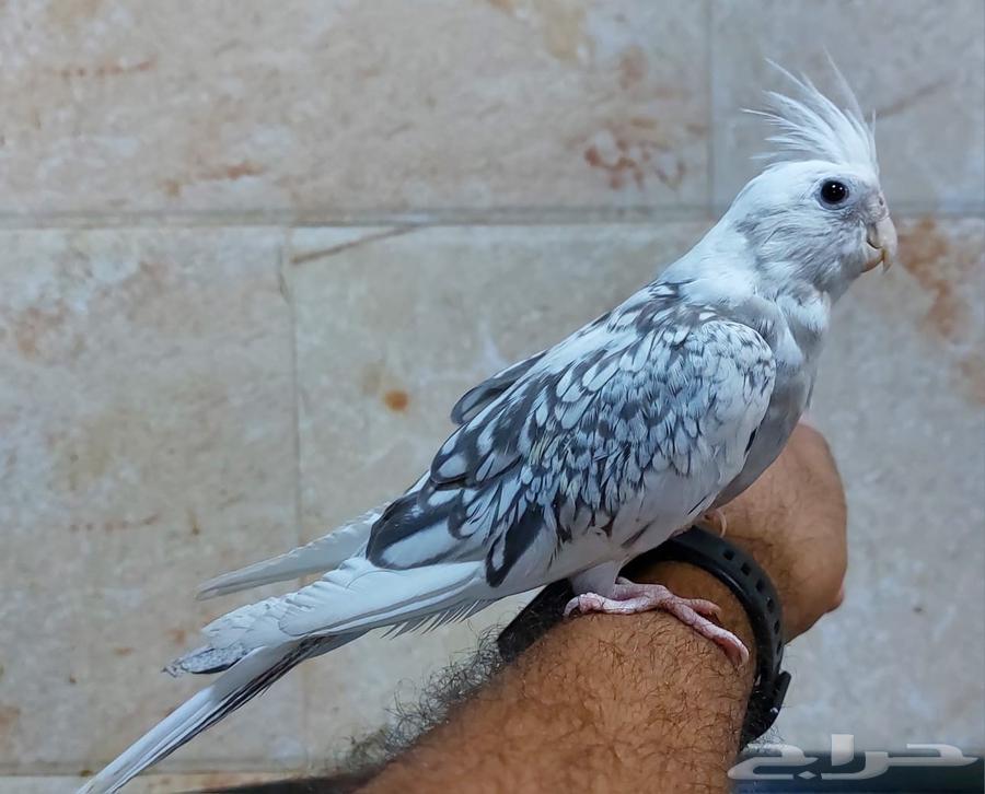 In the name of Allah, the Most Gracious, the Most Merciful, available Crown Pearl paid one thousand inside64416994626179111